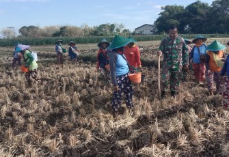 Babinsa Kodim Ponorogo Dampingi Petani Tanam Jagung
