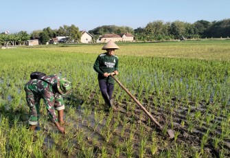 Babinsa Desa Banaran saat Bantu Petani Bersihkan Rumput di Lahan Sawah