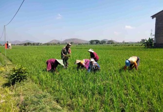 Pembersihan gulma areal persawahan petani wilayah desa binaan 