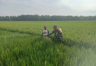 Pendampingan petani wilayah desa binaan 