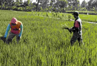 Pendampingan petani wilayah desa binaan 
