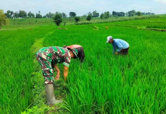 Pembersihan gulma areal persawahan petani wilayah desa binaan 