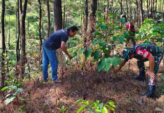 Penghijauan lahan kebakaran hutan di gunung Lawu