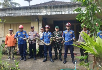 Evakuasi ular piton dirumah warga desa binaan 
