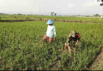 Pendampingan petani wilayah desa binaan 