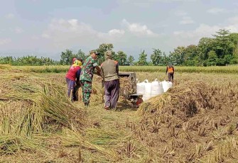Bantu panen padi warga binaan