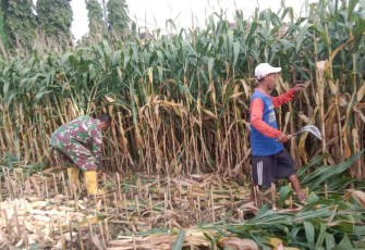 Panen jagung bersama warga desa binaan 