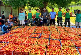 Panen raya tomat Satgas Yonarmed 12 Kostrad 