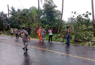 Evakuasi pohon tumbang di jalan 