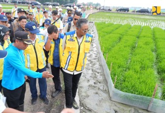 Menteri PU Dody Hanggodo saat meninjau metode budidaya padi hemat air di Cirebon, Sabtu (4/1/25)