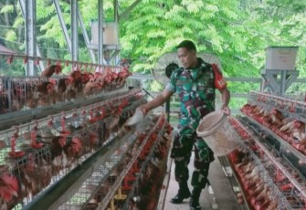 Babinsa Timika Komsos Bersama Pemilik Ternak Ayam Petelur