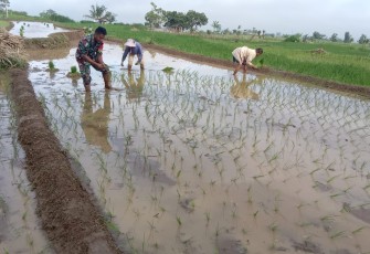 Bantu tanam padi warga binaan 