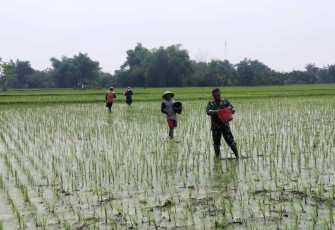 Perawatan tanaman padi petani wilayah desa binaan 