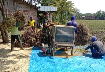 Bantu giling padi petani wilayah desa binaan 