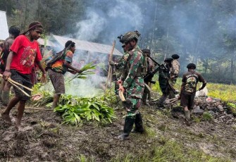 Tradisi bakar batu warga di kampung Amungi