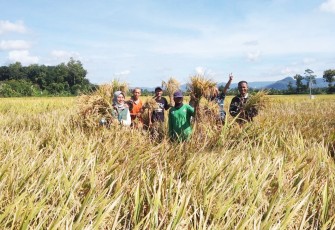 Karangsoko Jadi Lokasi Utama Panen Raya Serentak Nasional di 14 Provinsi 