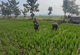 Peran Babinsa Dalam Pendampingan Pemupukan Bersama Petani di Wilayah