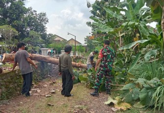Tebang pohon rawan bencana di wilayah desa binaan 