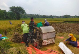 Pendampingan serapan gabah petani di wilayah desa binaan 