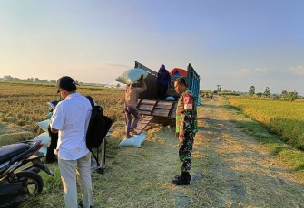 Babinsa Koramil 0803/04 Jiwan Dampingi Kegiatan Serap Gabah di Desa Kincang Wetan