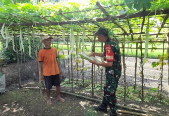 Babinsa Karangjati Bantu Petani Rawat Kebun Sayur Untuk Sukseskan Ketahanan Pangan