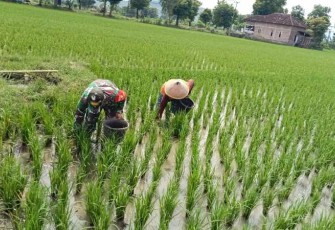 Pemupukan tanaman padi petani wilayah desa binaan 