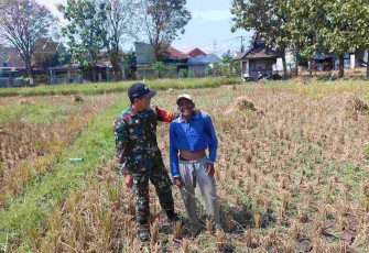 Babinsa Tunggulwulung bantu panen padi petani desa binaan 