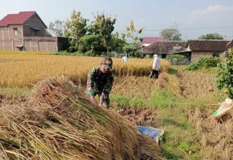 Bantu panen padi warga binaan