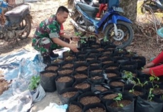 Pembenihan bibit di wilayah desa binaan 