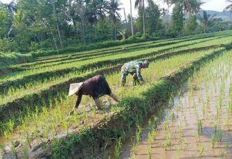 Babinsa Kodim Ponorogo Bantu Petani Penyiangan Tanaman Padi