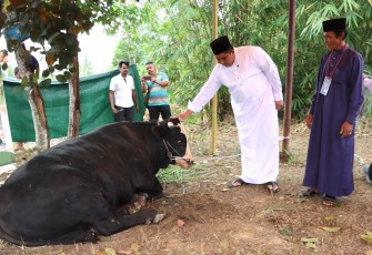 Bupati Bintan Roby Kurniawan SPWK Serahkan Sapi Kurban Presiden RI di Kampung Sekera Kecamatan  Bintan Utara