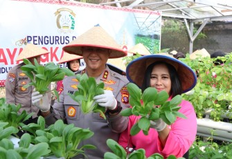 Kapolda Kalimantan Tengah Irjen Pol Iwan Kurniawan, S.I.K., M.Si. bersama Ketua Bhayangkari Kalteng Ny. Maya Iwan Kurniawan, melaksanakan kegiatan panen sayuran di lahan Pekarangan Pangan Lestari (P2L), Mapolda setempat, Selasa (26/8/2025)