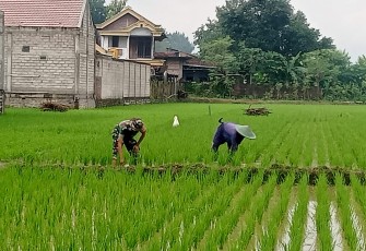 Babinsa Kodim Ponorogo Bantu Petani Rawat Tanaman Padi
