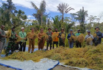 Babinsa Koramil Kuala Kencana Bantu Warga Panen Padi Gogo Untuk Dukung Ketahanan Pangan