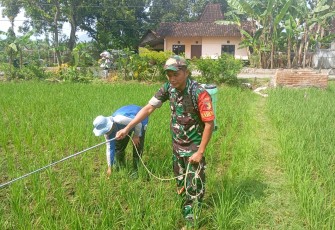 Babinsa Kodim Ponorogo Bantu Petani  Semprot Gulma Tanaman Padi 