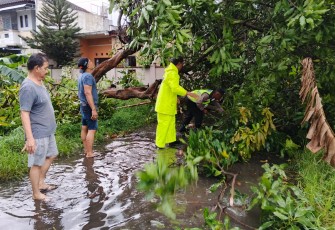 Personel Polsek Colomadu bersama warga dan relawan mengevakuasi pohon tumbang yang menutup akses jalan di Perum Klodran Indahp, Kecamatan Colomadu, Senin (3/11/1025)
