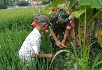 Babinsa Ngepeh Dampingi Petani Cegah Serangan Hama Tikus 