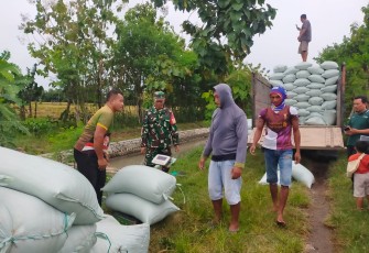 Penyerapan Gabah oleh Perum Bulog