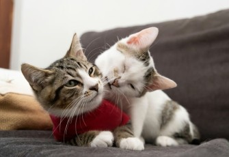Perbedaan Kucing Jantan dan Betina