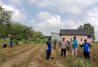 Pendampingan Penanaman Jagung I Hektar I Desa Rejosari Jaya
