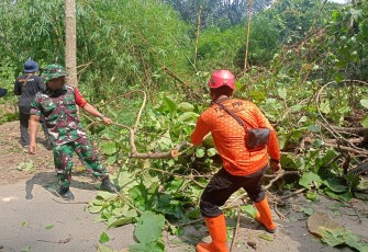 TNI dan BPBD Trenggalek Bersihkan Pohon Tumbang