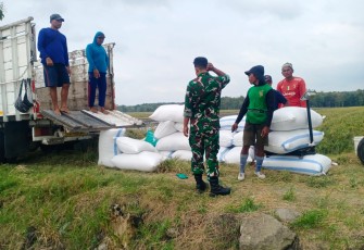 Babinsa Koramil Mantingan Dampingi Sergap Gabah di Lahan Petani Sambirejo