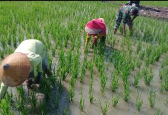 Babinsa Pandean Bantu Petani Rawat Padi