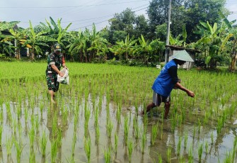 Babinsa Kodim Ponorogo Bantu Petani Pupuk Tanaman Padi