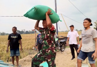 Serda Edi Supriono Babinsa Koramil 0803/03 Balerejo Dampingi Penyerapan Gabah Petani