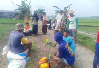 Babinsa Widodaren Ngawi Dampingi Poktan Kendalikan Hama Tanaman Padi