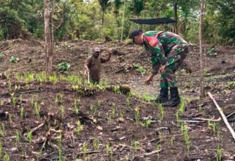 Babinsa Posramil 1708-02/Biak Utara-Warsa Sertu Abdullah dampingi petani menyemprot hama padi milik Felik Boseren di Kampung Iswambesi Sup, Selasa (15/4/2025)