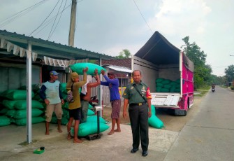Babinsa Karangjati Dukung Ketahanan Pangan Dampingi Petani Pasca Panen Padi di Wilayahnya 