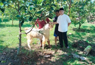 Kodim 0806/Trenggalek Sembelih 8 Kambing Kurban