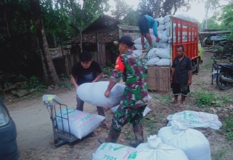 Sukses Kolaborasi TNI dan Bulog Hingga Capai 10 Ton Gabah Diwilayah Pacitan